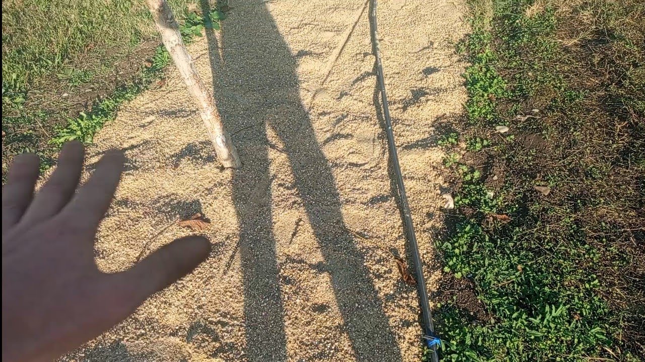 Меньше поливаю, отказываюсь от гербицидов и рыхлений. Вредители не окукливаются!!! Бережливый полив.