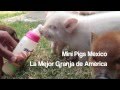 Mini Pigs México