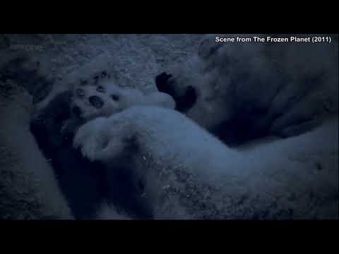 Video: Pet Scoop: Trio de pui de urs polar face debut, pui nou-născuți găsiți în motorul de incendiu