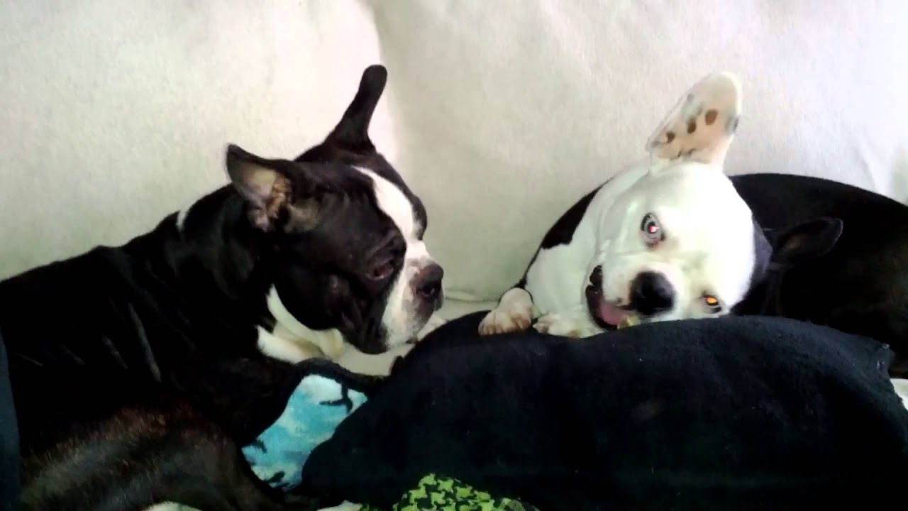 ADORABLE Boston terrier and French bulldog Mix Boston Share a Antler