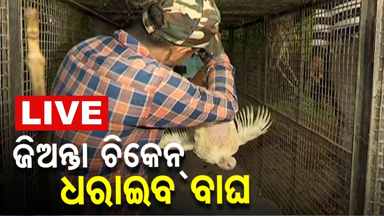 ????Live | ସକାଳେ ବ୍ରୟଲର, ସନ୍ଧ୍ୟାରେ ଝୁଲିଲା ଦେଶୀ ଗଞ୍ଜା | Wild Animal | Chicken | Bhubaneswar