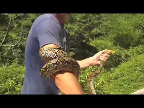 Samui Snake Rescue releases Reticulated Pythons