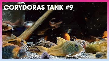 Tổng hợp các loại #Corydoras (Cá Chuột) #9