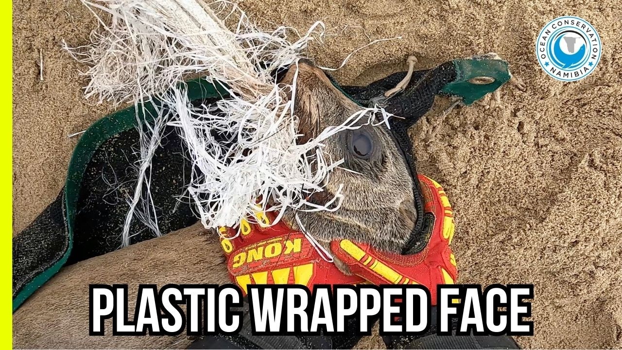 Тюлень застрял в гигантском прочном мешке.