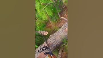 Cutting tree up with ported echo cs-680 #shorts