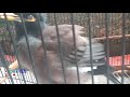 Jalak Nias Betina Ini Sudah Terbukti Ampuh Memikat Sang Jantan Agar Bunyi Mp3 - Mp4 Download