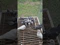 Pigeon Pool Party! 🕊️💦 They absolutely love bath day!