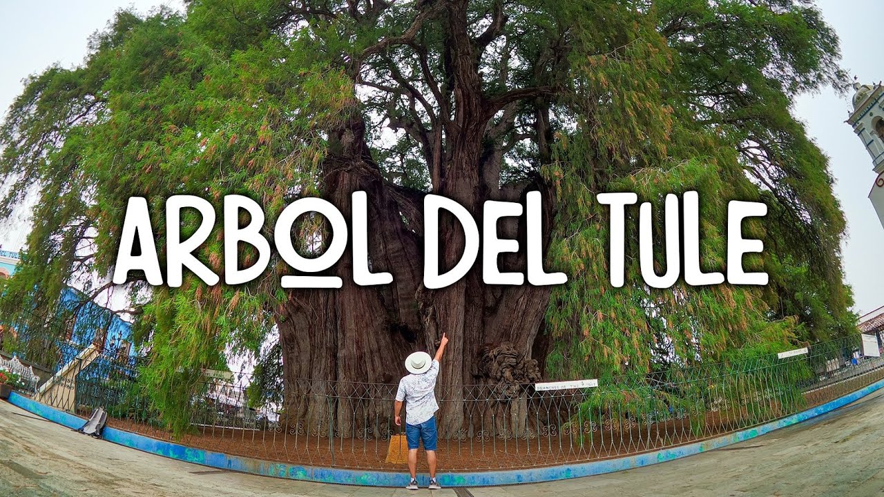 Este es el árbol con el TRONCO MÁS GRUESO del mundo | El Tule