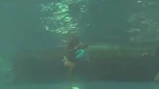 Tuticorin Pearl Crabing Video