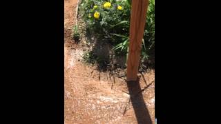 IMG 0534 On a Walkabout 6-25-15