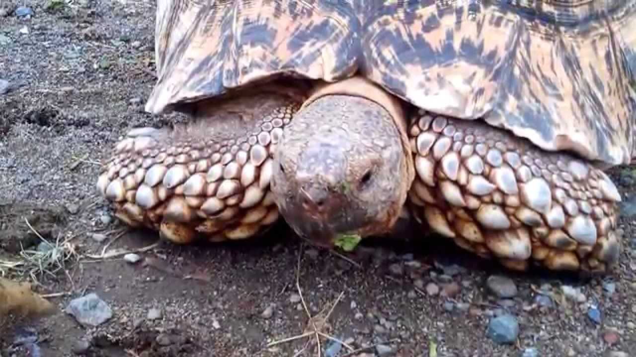 Tortoise eating grass and leaf. YouTube