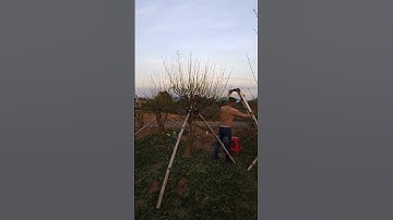 VƯỜN ĐÀO TẾT - ĐỨC THIỆP - Xử lý đào nở hoa chuẩn bị phục vụ bà con dịp tết Nguyên Đán 2025