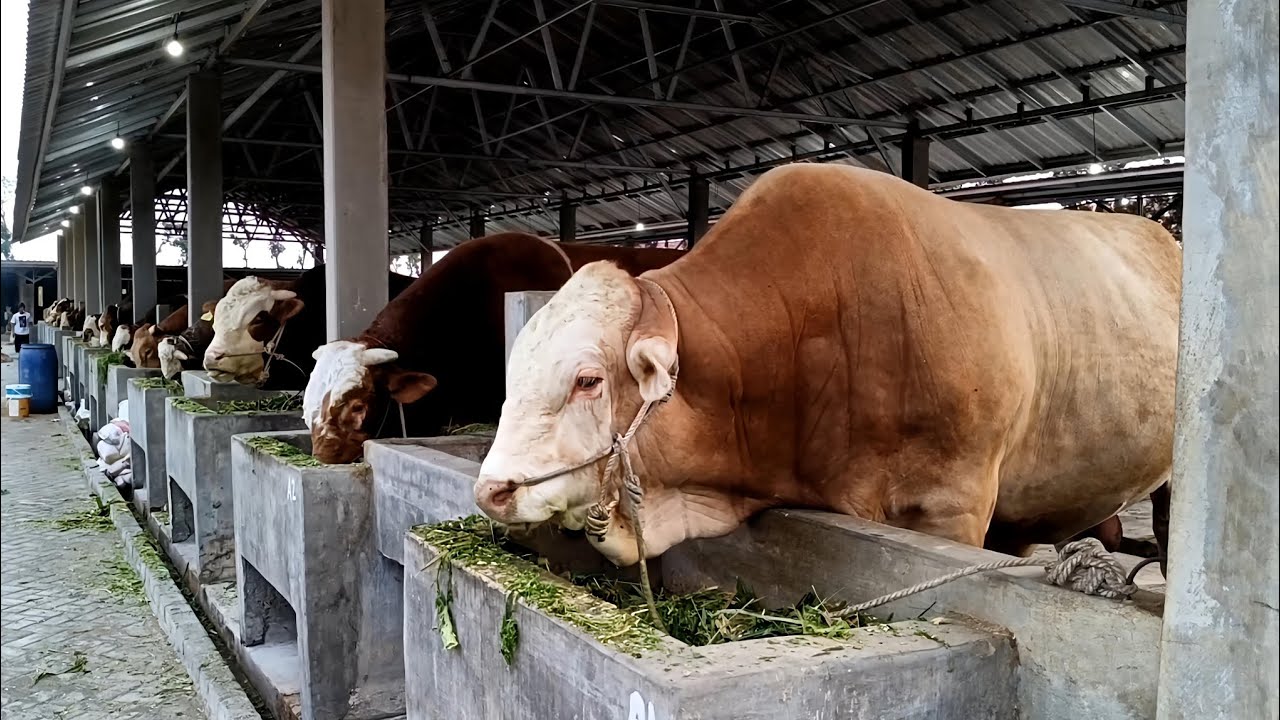 Aapi Sapi SAPI SAPI JUMBO SIAP QURBAN IBS Farm Kediri ️🔥 ️🔥 - YouTube