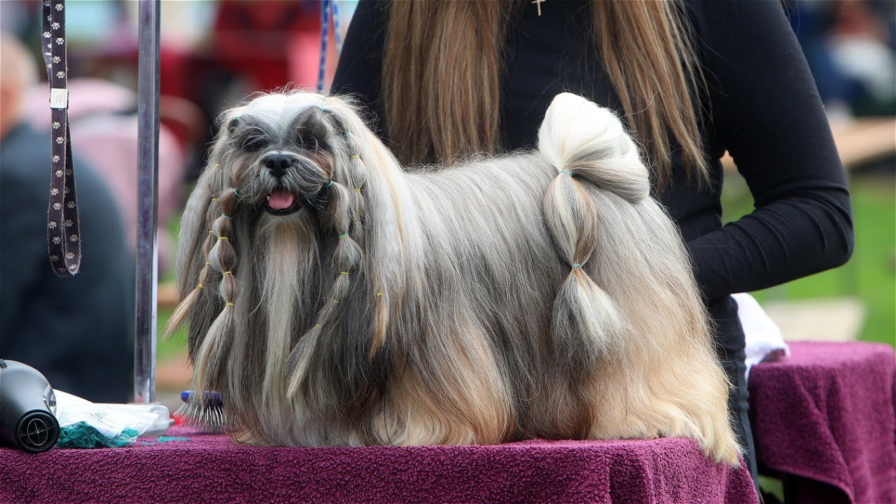 Međunarodna izložba pasa CACIB Karlovac - 4 Rivers Winner