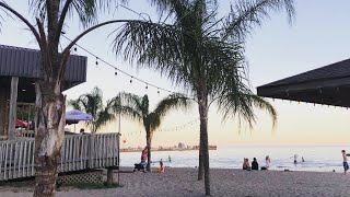 Port dover beach feels like a tropical getaway just outside toronto.
real palm trees are moved from greenhouse in the winter to this for
five months ...