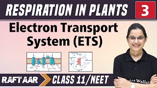 Respiration in Plants 03 || ETS || Class 11/NEET || RAFTAAR