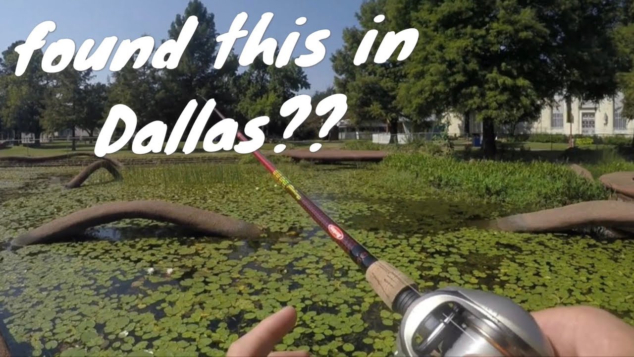 URBAN BASS FISHING (downtown Dallas) YouTube