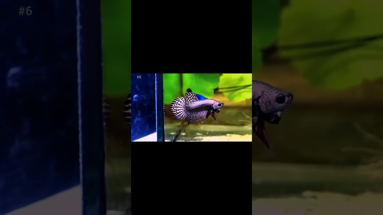 ALIEN HYBRID COPPER BLUE AMAZING FISH LUXURY FISH IKAN CUPANG KONTES BETTA CONTEST 