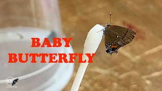FEEDING MY BABY BUTTERFLY!! #shorts