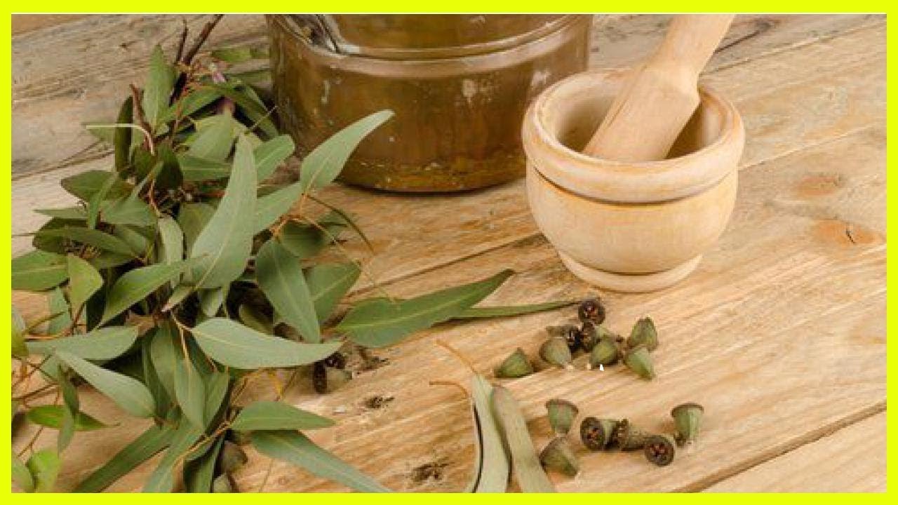 5 Herbal Remedies to Treat Lice Naturally 