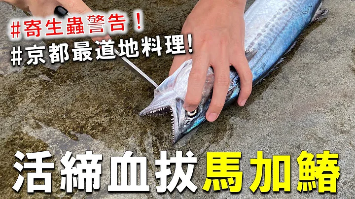 日本朋友在石城漁港，活締血拔超新鮮鰆魚 ，沒想到居然有黑色孢子蟲 ! 馬加、土魠還是白北仔 ? - 天天要聞