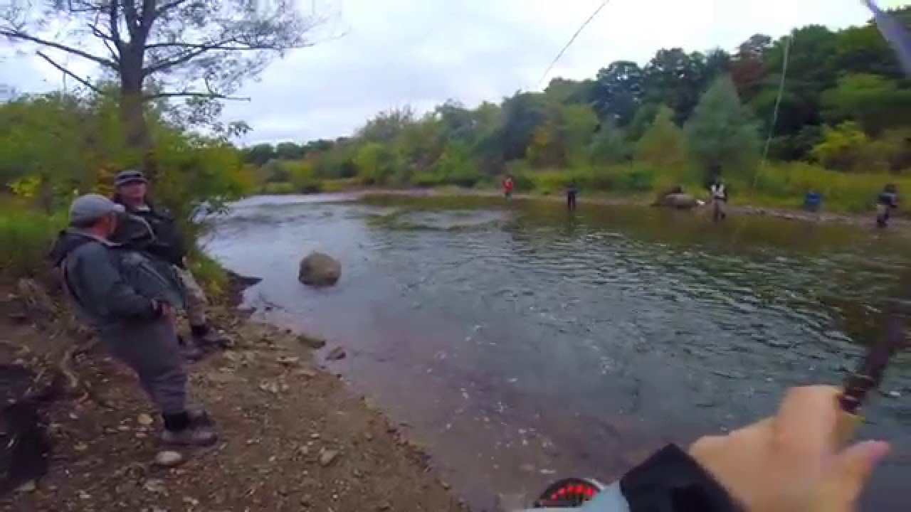 Salmon fishing on the Credit River - YouTube