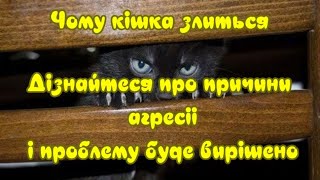 Why the cat is angry: learn about the reasons for aggression - and the problem will be solved by Жива Планета 272 views 2 months ago 2 minutes, 39 seconds