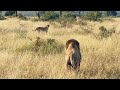 LION vs CHEETAH + WILD DOGS vs BABOON!