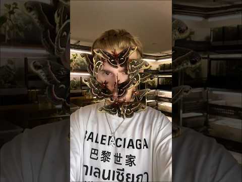 Ночная королева: Цекропия — бабочка размером с птицу #бабочка #цекропия #насекомые #факты #shorts