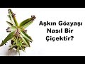 Aşkın Gözyaşı Nasıl Bir Çiçektir