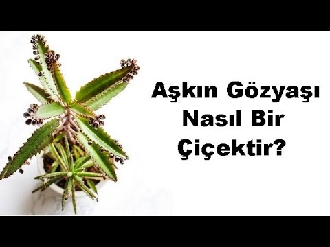 Aşkın Gözyaşı Nasıl Bir Çiçektir 