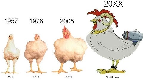 Video 7 - Response&Correlated response to selection Test 2