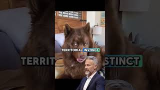 Follow for DAILY pet wisdom! 🇺🇸🐶 #shorts #dogs #usa ( 🔗Click in my channel’s BIO for the LINK✅ )