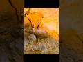 رغم قلة خبرة الغزال الصغير إلا أنه تمكن لحسن الحظ من الفرار الحياة البرية أفلام قصيرة حيوانات