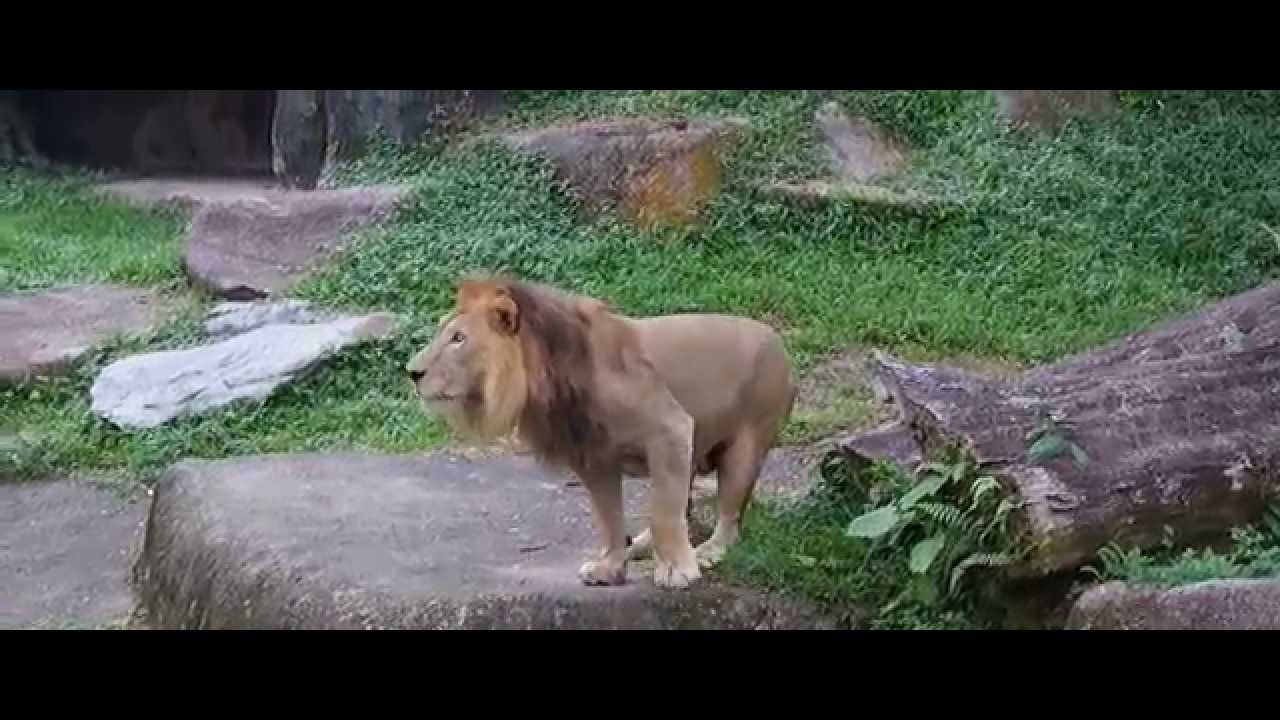 Lions Feeding Session at Singapore Zoo YouTube