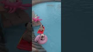 Disney Cruise Line 2019 January