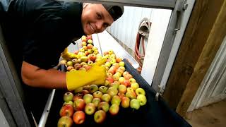 Exclusive What's the Difference?Apple Cider VS Apple Juice Profile