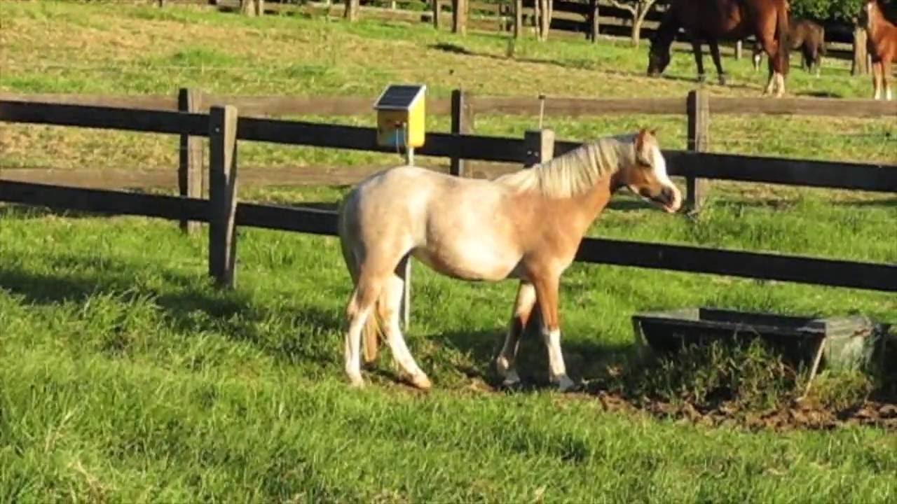 Welsh Mountain Pony For Sale Bellingara