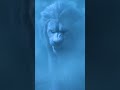 Lion King angry hungry 🦁 attack vs Tiger attack🐯 on???