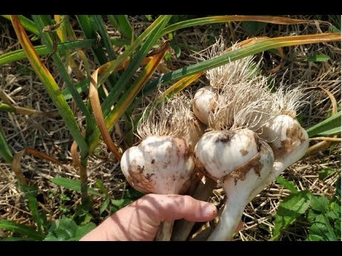 ЧЕСНОК С КУЛАК! КАКОЙ СПОСОБ ПОСАДКИ ИЗ ТРЕХ ДАЛ ТАКОЙ РЕЗУЛЬТАТ.