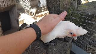 2 month old long billed corella