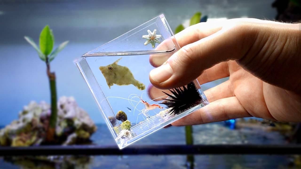 Building a Tiny Beach Ecosystem (again)