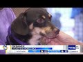 Pet of the Week: Dachshund mix saved from hoarding case