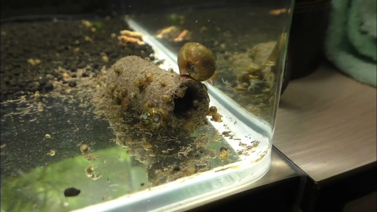 GlasGarten Crispy Caves - представляют собой съедобные трубочки - еда и ...