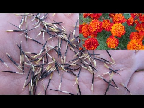 Video: Tagetes: mọc từ hạt