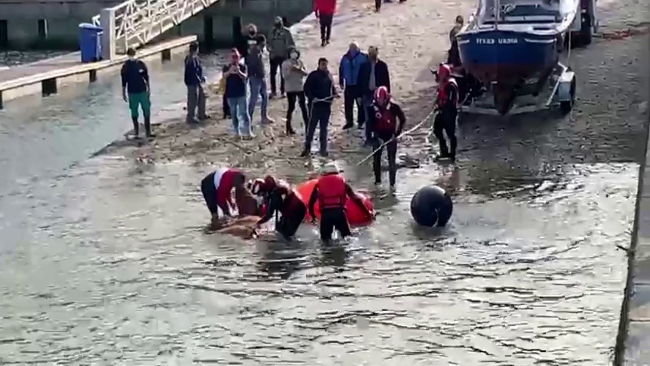 Rescue Of Cow Trapped By Sea At Bottom Of Cliff For 7 Days - YouTube