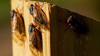 Historic invasion of cicadas underway across the U.S.