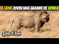 El LEÓN JOVEN MAS GRANDE DE AFRICA | Historia Felina