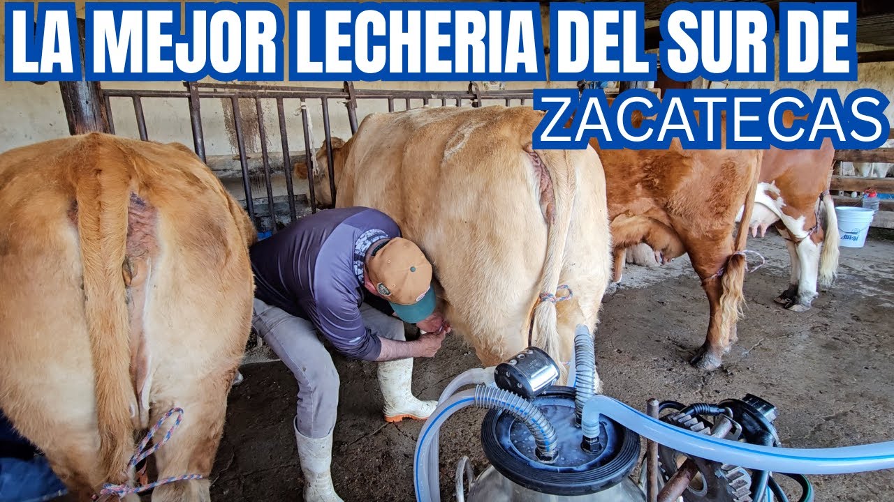 La MEJOR LECHERÍA del SUR de ZACATECAS  | LIMPIEZA, ORDEÑA y SANIDAD | RancheandoAndo