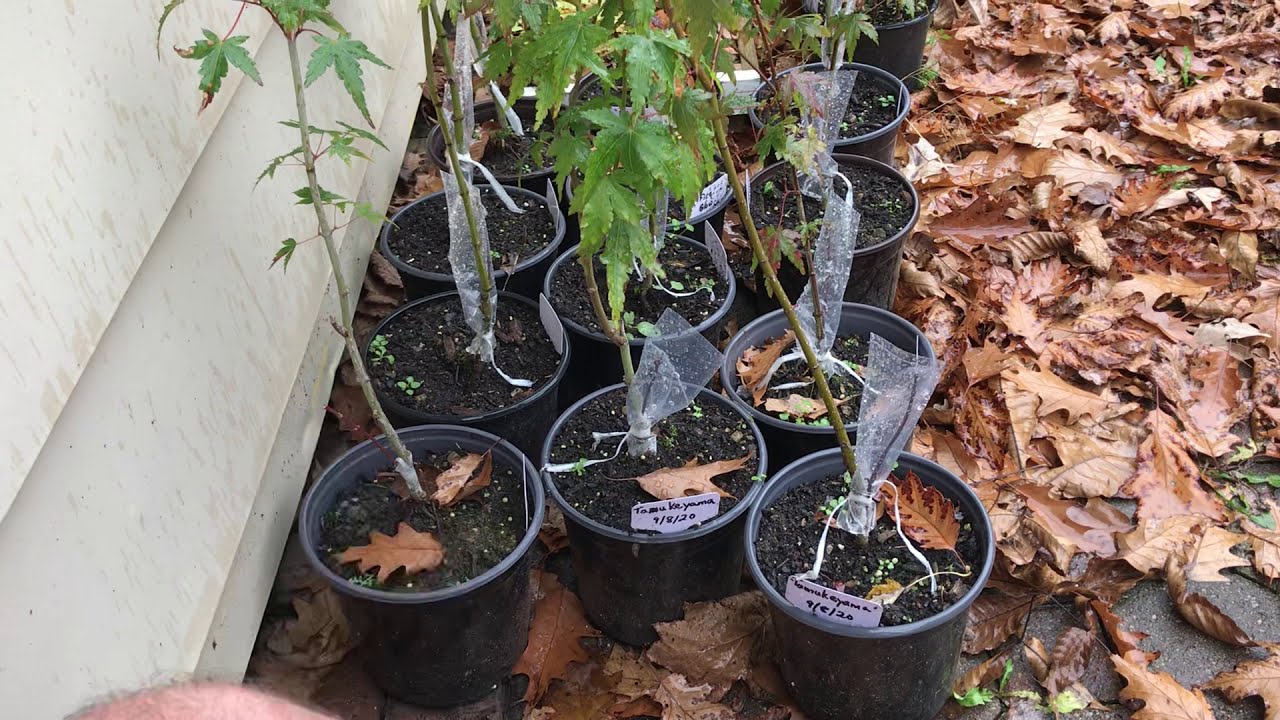 Japanese Maple Grafting YouTube